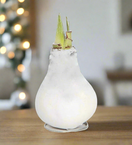 PREORDER **Amaryllis 'Christmas Gift' Wax – Jumbo White Elegance (Bulb Size 32/34 cm) - Blue Buddha Farm