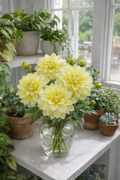 Yellow Perception Dahlia Tuber | *PREORDER Spring 2026* | Blue Buddha Farm