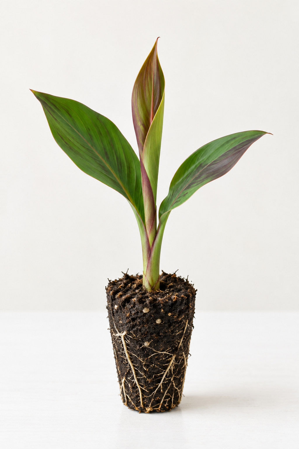 Young canna live plant plug illustration