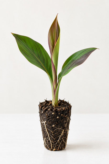 Young canna live plant plug illustration