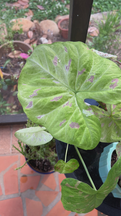 Video of Florida Beauty' Caladium in a lush garden, showcasing its variegated green leaves adorned with striking neon pink spots, offering a unique and colorful display