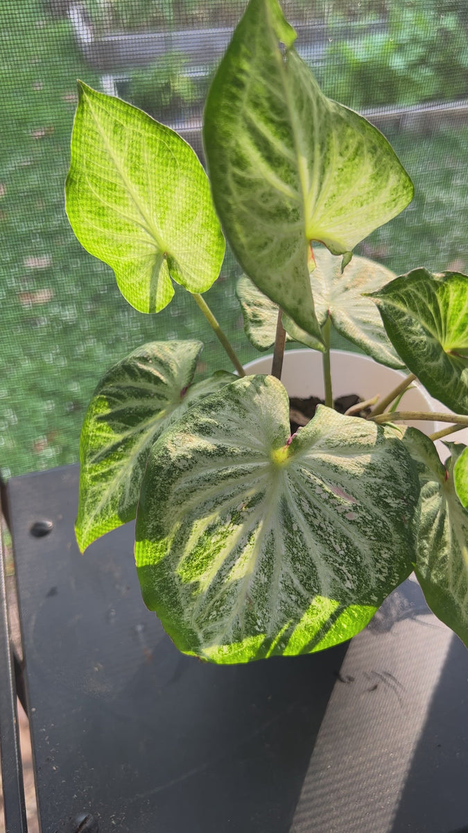 Caladium White Diamond