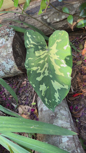 Hilo Beauty Elephant Ear