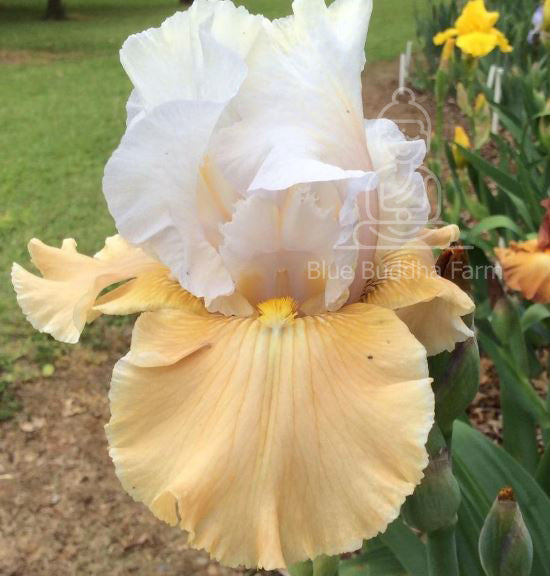 Champagne Elegance Bearded Iris - Blue Buddha Farm