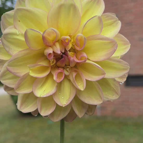 Summer Sunset Dinnerplate Dahlia Video