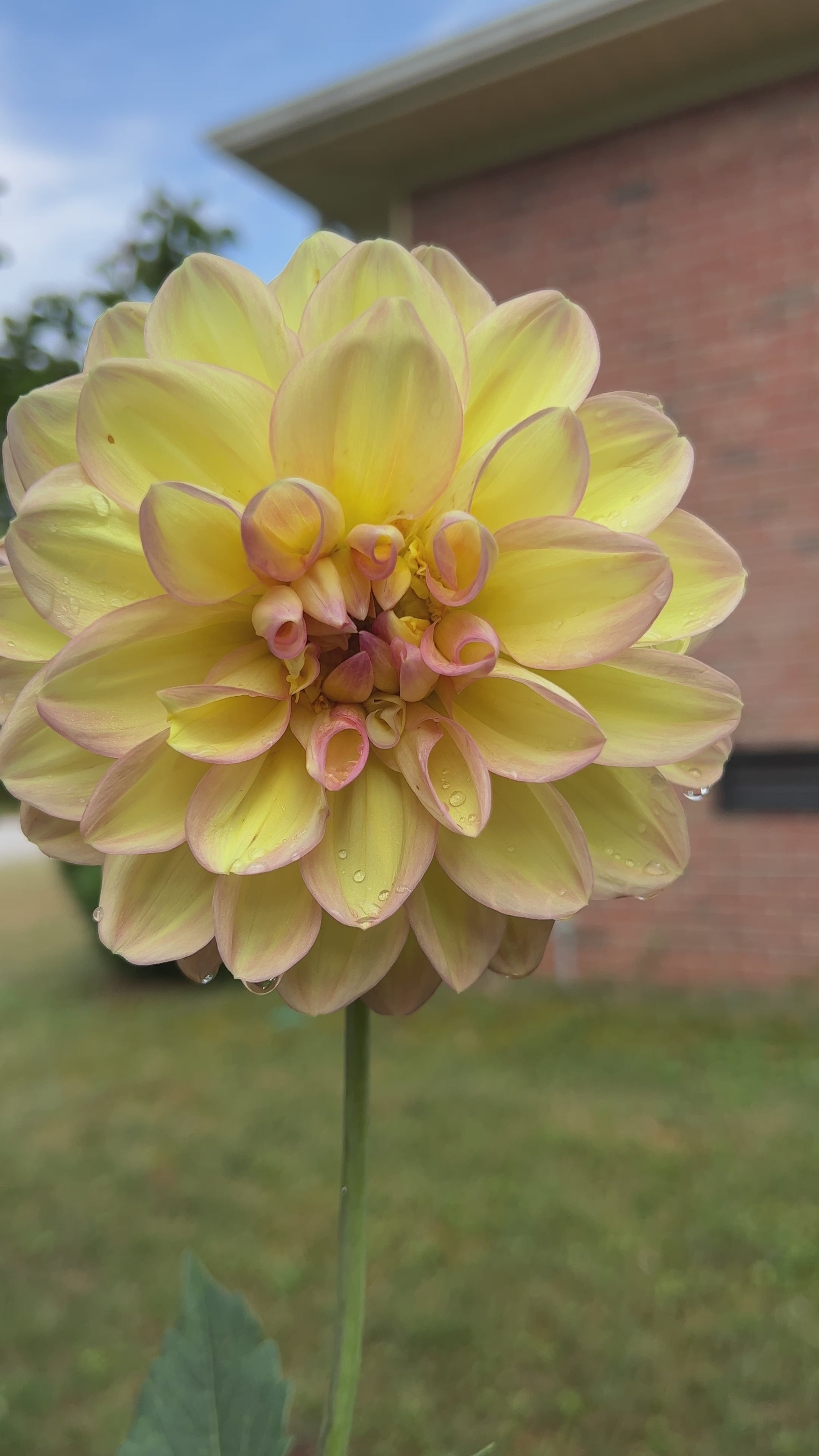 Summer Sunset Dinnerplate Dahlia Video