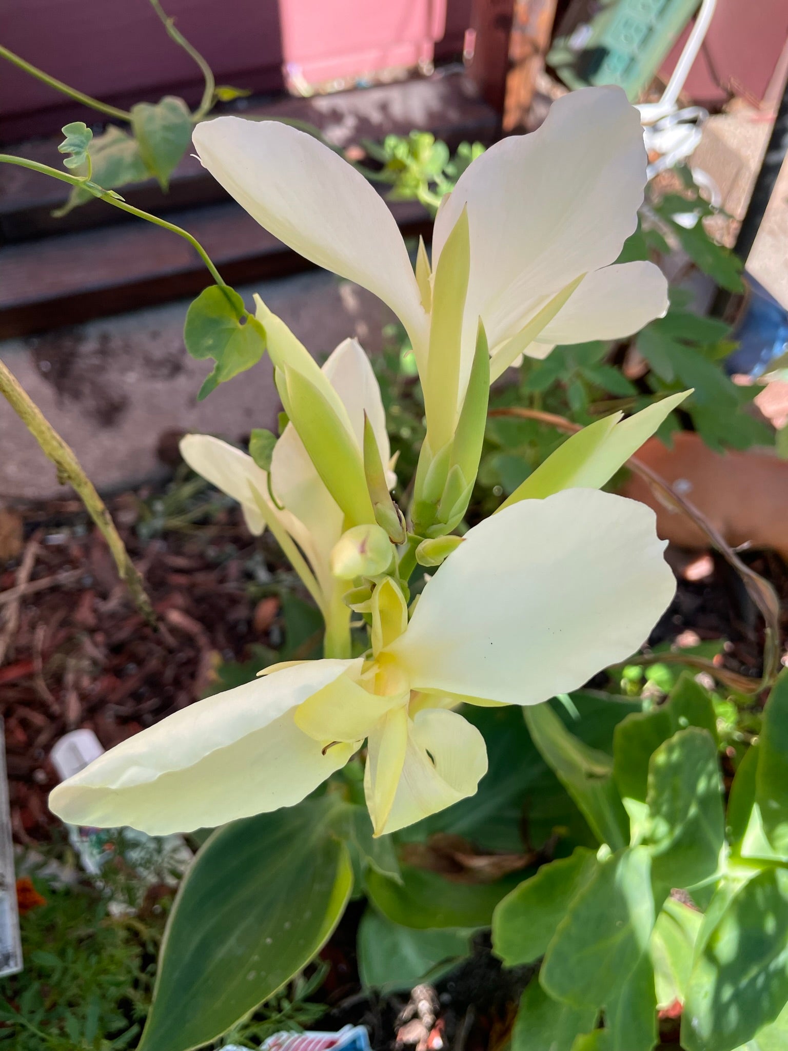 canna lily tropical white LIVE PLANT | Moonshine Canna Lily Plug | Rare and Limited