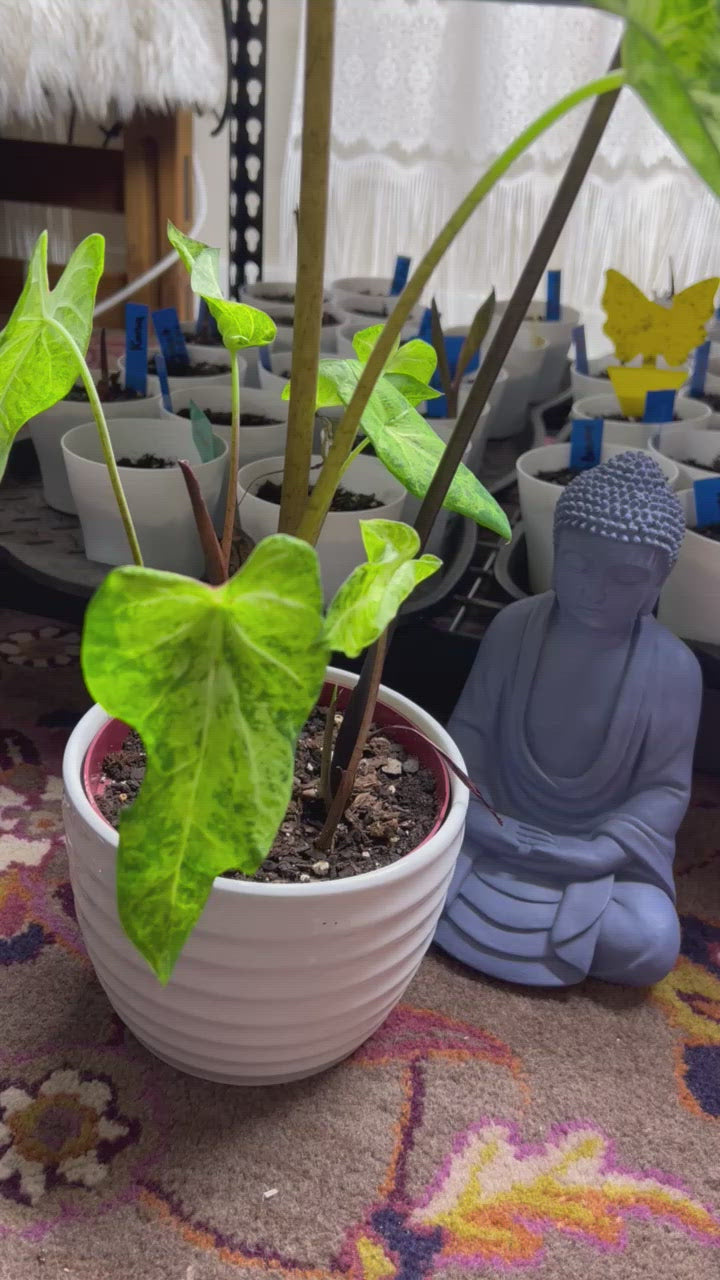 Video close-up of a 'Frog in a Blender' Caladium leaf, highlighting the playful mix of green shades and a tiny red dot.