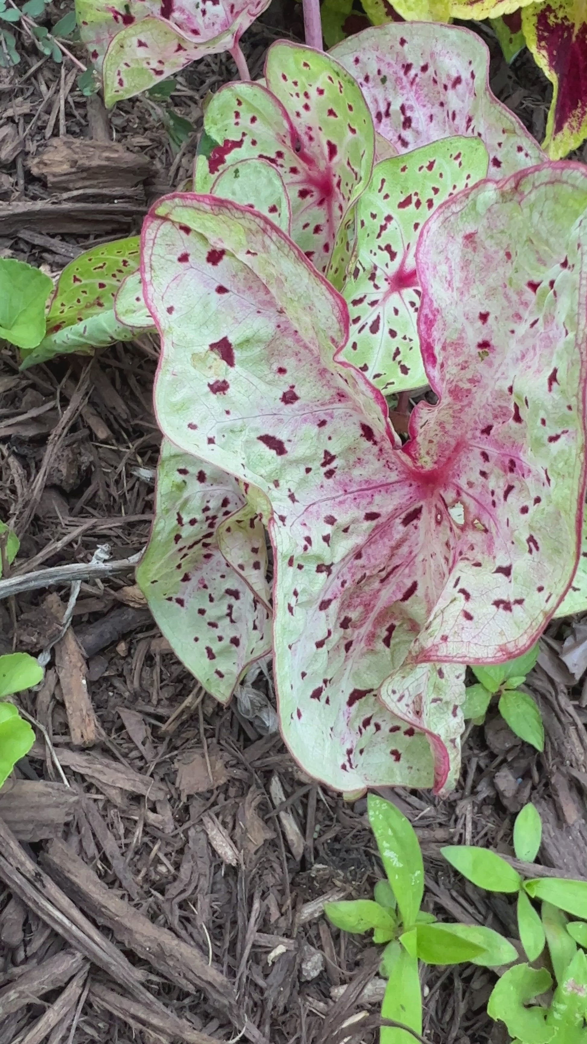 Video of Miss Muffet caladium growing in a graden