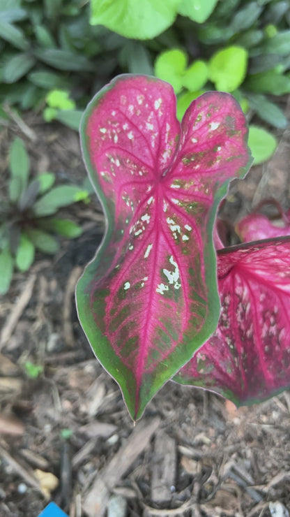 'Caribbean Coral' Caladium (2 bulbs)