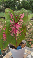 Caladium Fire Chief Flower Bulbs