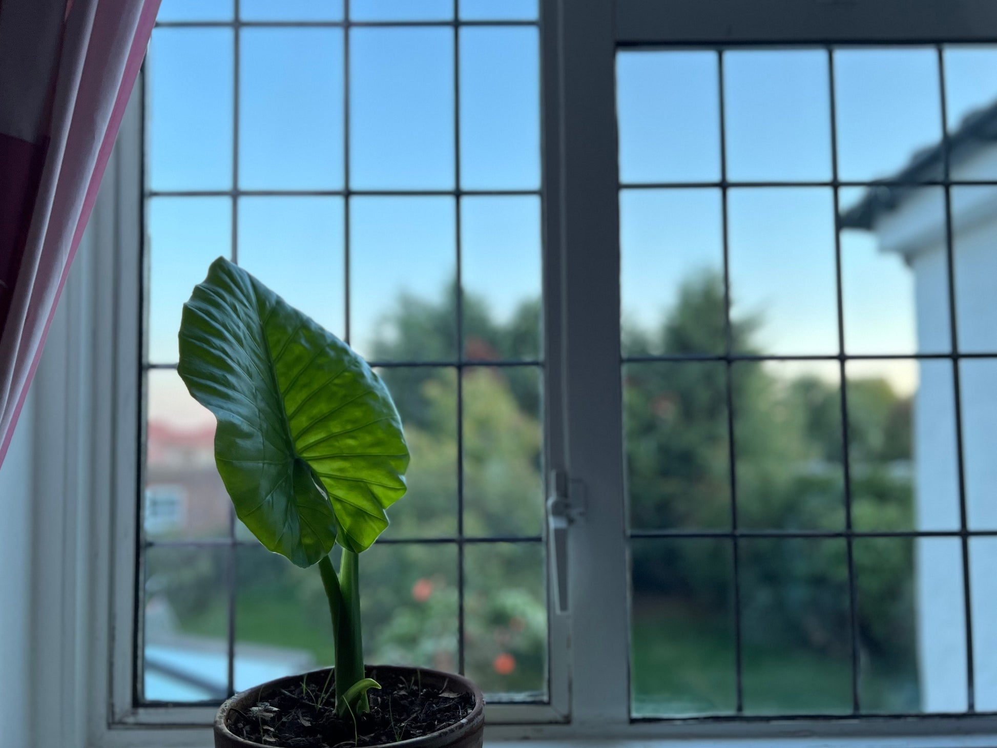 elephant ear plant indoor drooping Elephant Ear - Alocasia Odora