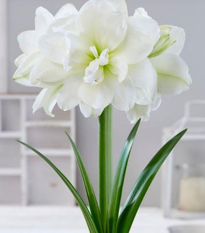 Preorder Amaryllis 'Alfresco' – Winter White Elegance (Bulb Size 24/26) - Blue Buddha Farm