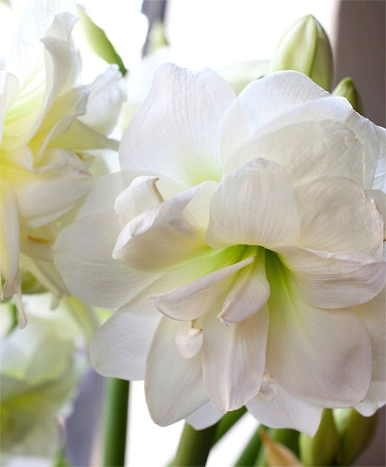 Preorder Amaryllis 'Alfresco' – Winter White Elegance (Bulb Size 24/26) - Blue Buddha Farm