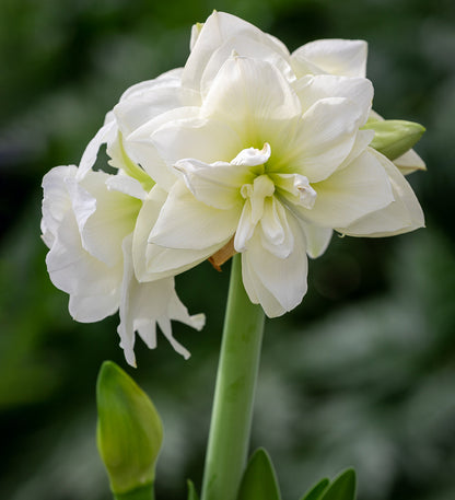 Preorder Amaryllis 'Alfresco' – Winter White Elegance (Bulb Size 24/26) - Blue Buddha Farm