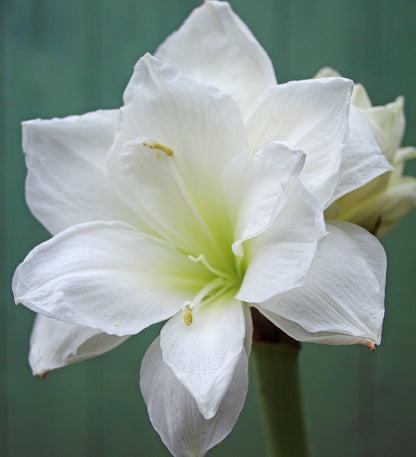 Preorder Amaryllis 'Alfresco' – Winter White Elegance (Bulb Size 24/26) - Blue Buddha Farm