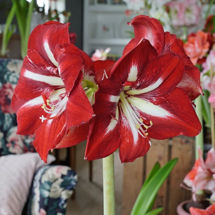 Premium Amaryllis ‘Barbados’ bulb producing multiple stems with 4–5 large blooms.