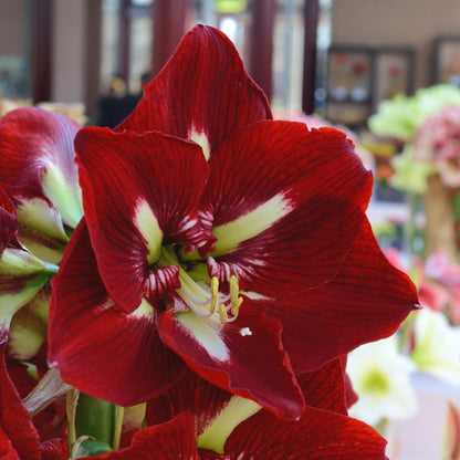 Amaryllis Barbados ** FALL PREORDER ** - Blue Buddha Farm