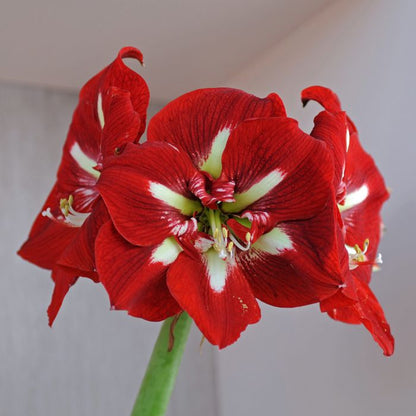 Amaryllis Barbados ** FALL PREORDER ** - Blue Buddha Farm