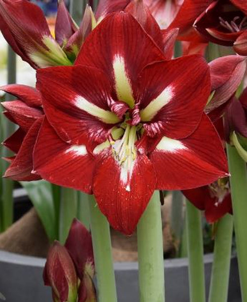 Elegant red Amaryllis ‘Barbados’ blooming on tall stems