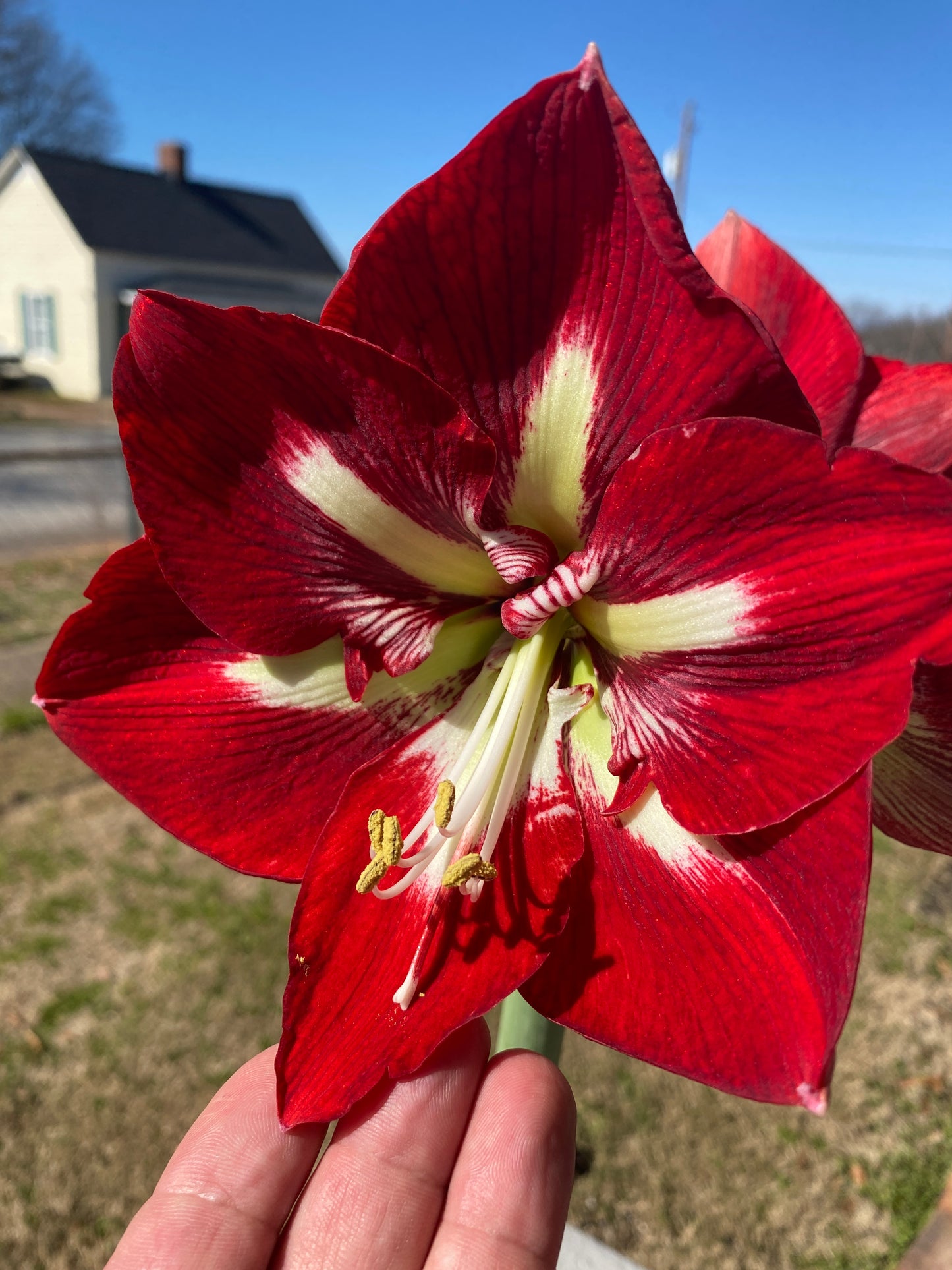 Amaryllis Barbados ** FALL PREORDER ** - Blue Buddha Farm