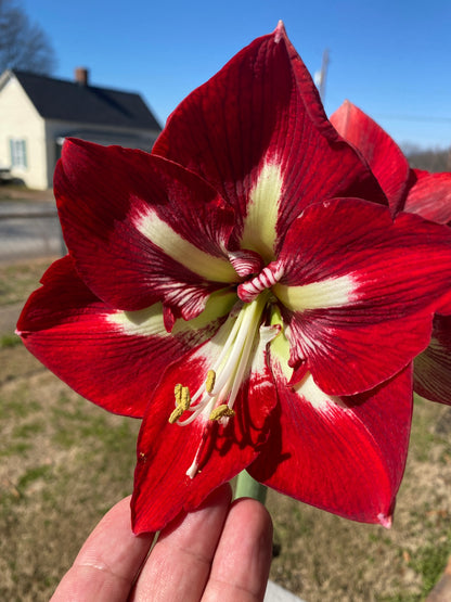 Amaryllis Barbados ** FALL PREORDER ** - Blue Buddha Farm