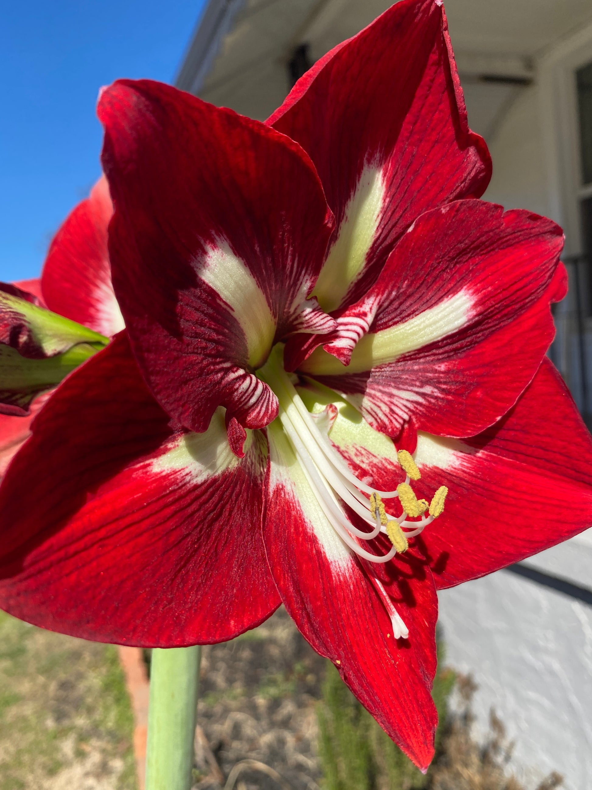 Amaryllis Barbados ** FALL PREORDER ** - Blue Buddha Farm