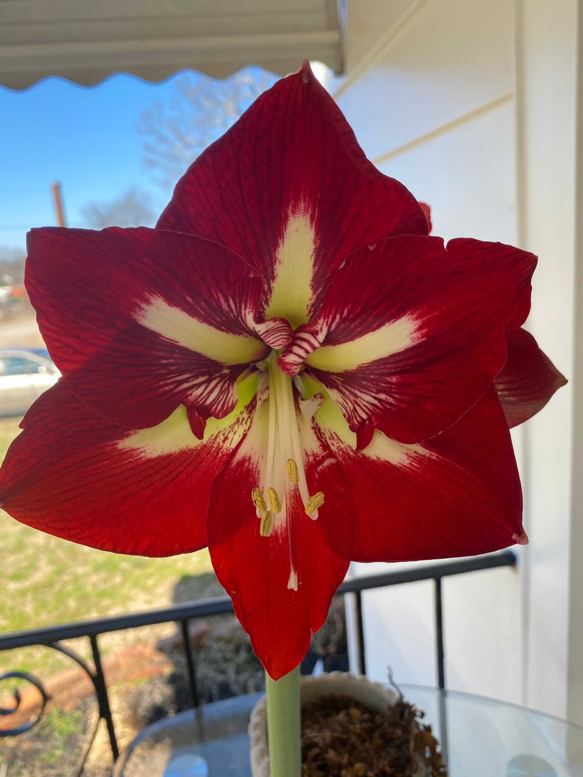 Amaryllis Barbados ** FALL PREORDER ** - Blue Buddha Farm