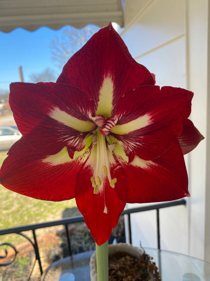 Amaryllis Barbados ** FALL PREORDER ** - Blue Buddha Farm