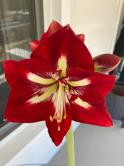 Amaryllis Barbados closeup of a bloom 