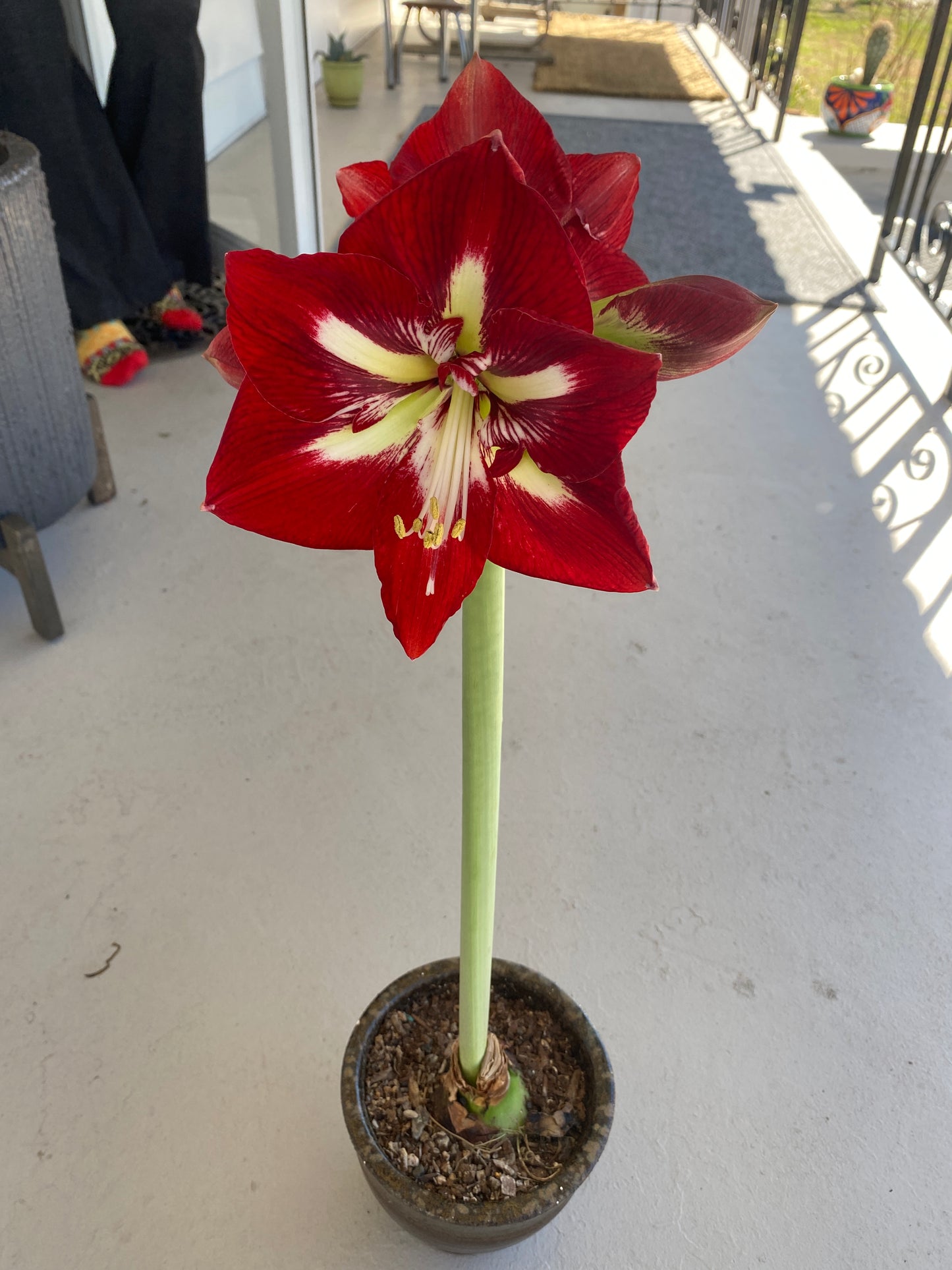 Amaryllis Barbados ** FALL PREORDER ** - Blue Buddha Farm