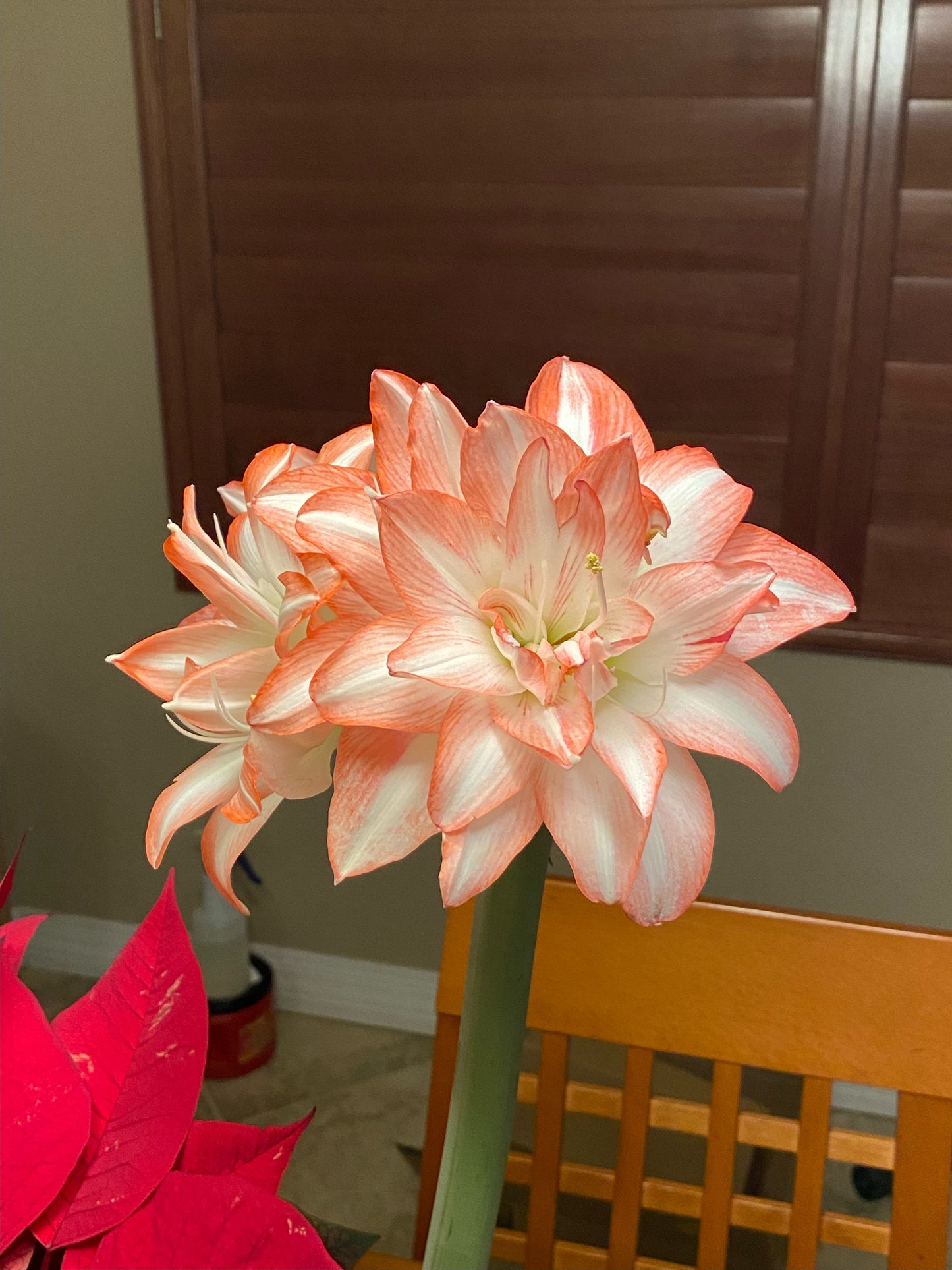 Beautiful blossom peacock amaryllis in bloom from Blue Buddha Farm, perfect for adding a bold splash of color to any home or garden setting