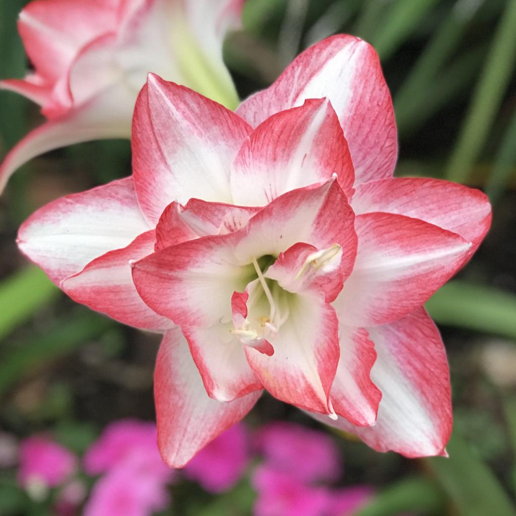 A fully bloomed blossom peacock amaryllis from Blue Buddha Farm, its large, ruffled petals creating a stunning display of red and white

