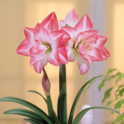 Single blossom peacock amaryllis from Blue Buddha Farm, highlighted by its intricate red and white petals and lush green leaves