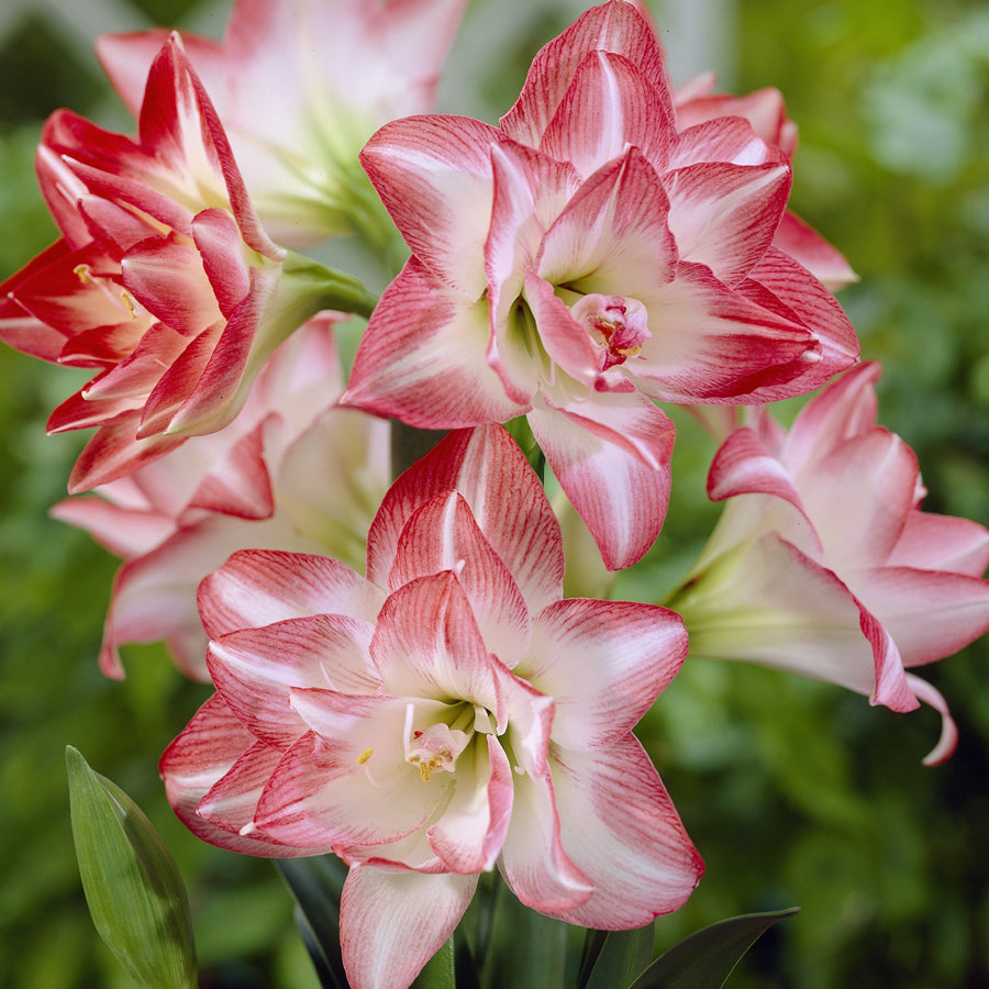 Close-up of a vibrant blossom peacock amaryllis from Blue Buddha Farm, featuring striking red and white petals in full bloom