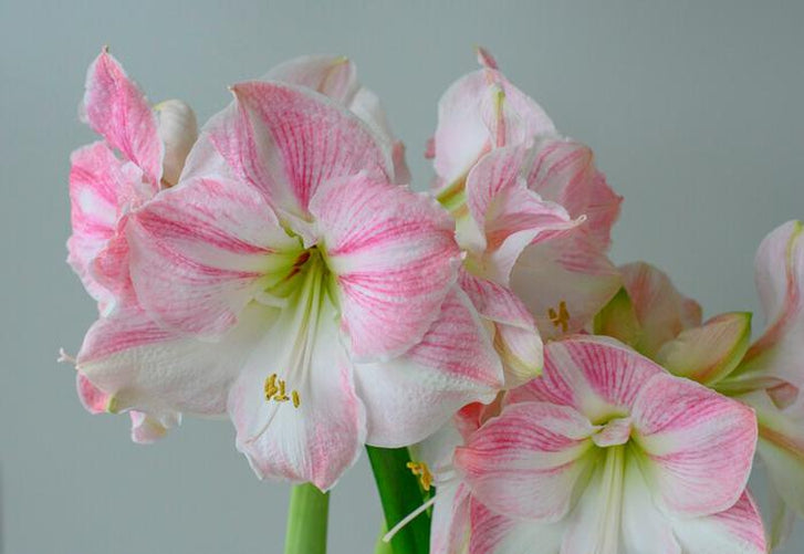 Amaryllis Cherry Blossom