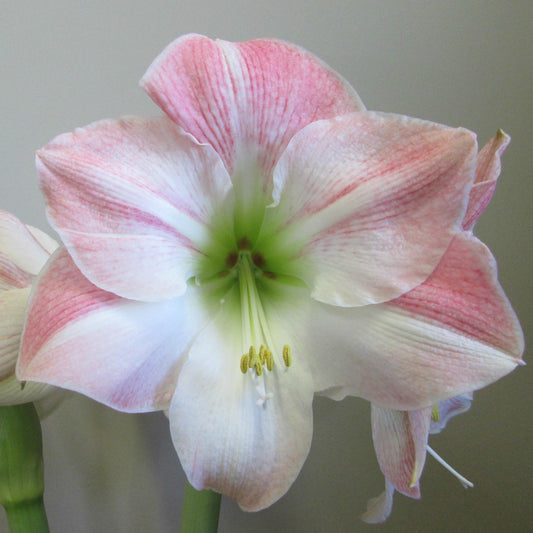 A beautiful arrangement of cherry blossom amaryllis flowers in a rustic vase, highlighting their pastel pink hues and lush foliage.