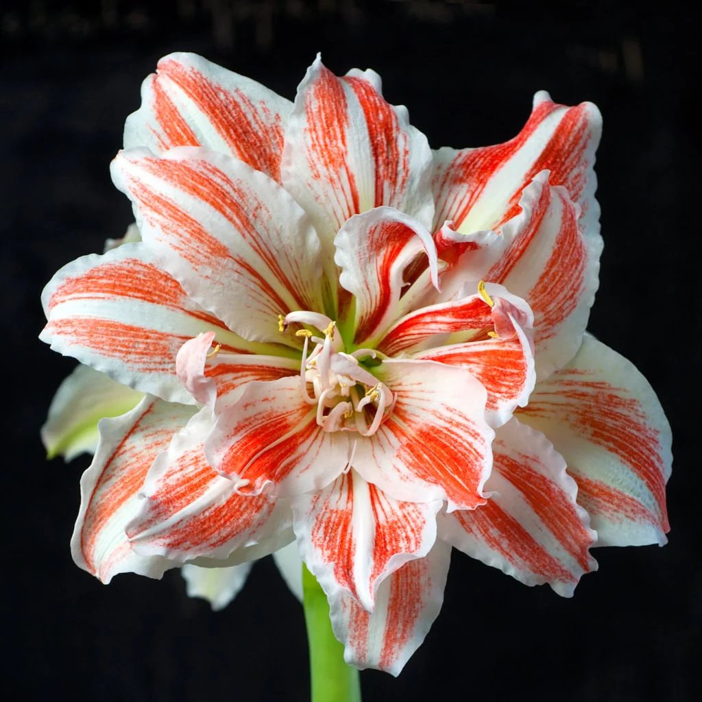 A single Dancing Queen amaryllis bloom from Blue Buddha Farm, elegantly poised against a softly blurred background, highlighting its captivating beauty and vibrant hues.
