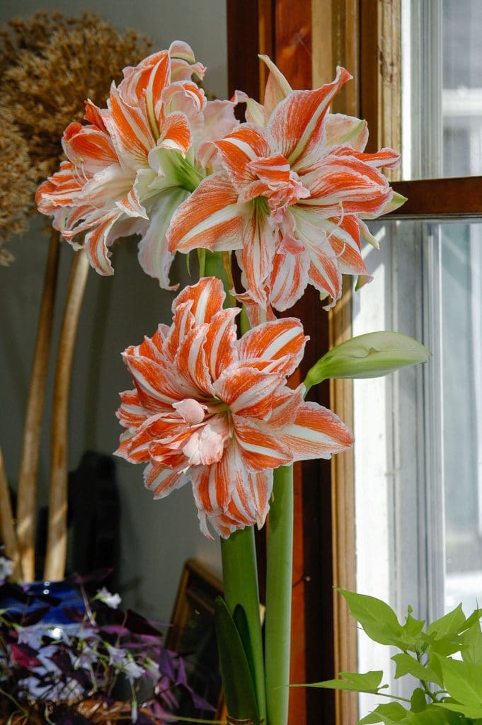 A striking close-up of a Dancing Queen amaryllis bloom from Blue Buddha Farm, emphasizing its intricate petal patterns and lush coloration, evoking a sense of celebration.