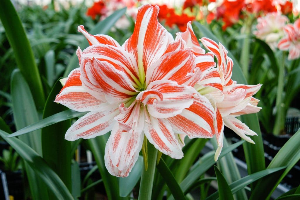 Amaryllis Dancing Queen
