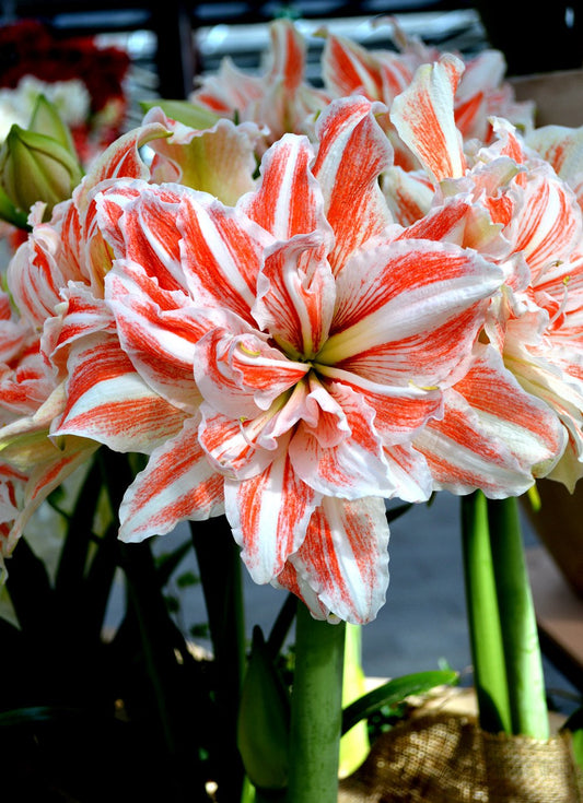 A whimsical arrangement featuring Dancing Queen amaryllis from Blue Buddha Farm, accentuated with twinkling fairy lights, creating a magical ambiance perfect for celebrations.