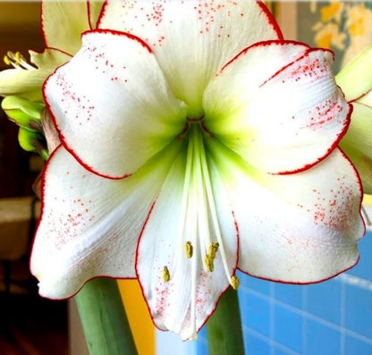 Indoor display of Picasso Amaryllis in a decorative pot, perfect for home décor.