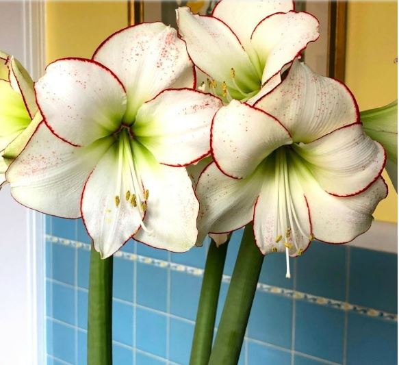 Blue Buddha Farm's giant 34/36 Picasso Amaryllis bulb producing multiple trumpet-shaped blooms.