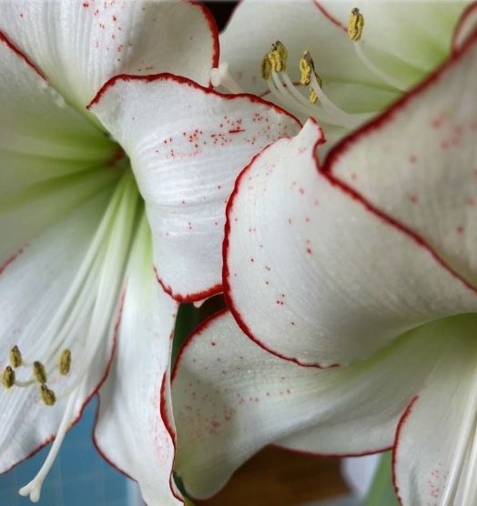 Large 34/36 size Picasso Amaryllis bulb from Blue Buddha Farm, ready for planting.