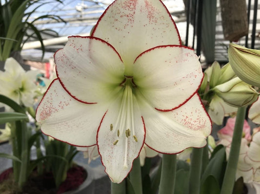 Close-up of vibrant red and white Picasso Amaryllis bloom in full flower."