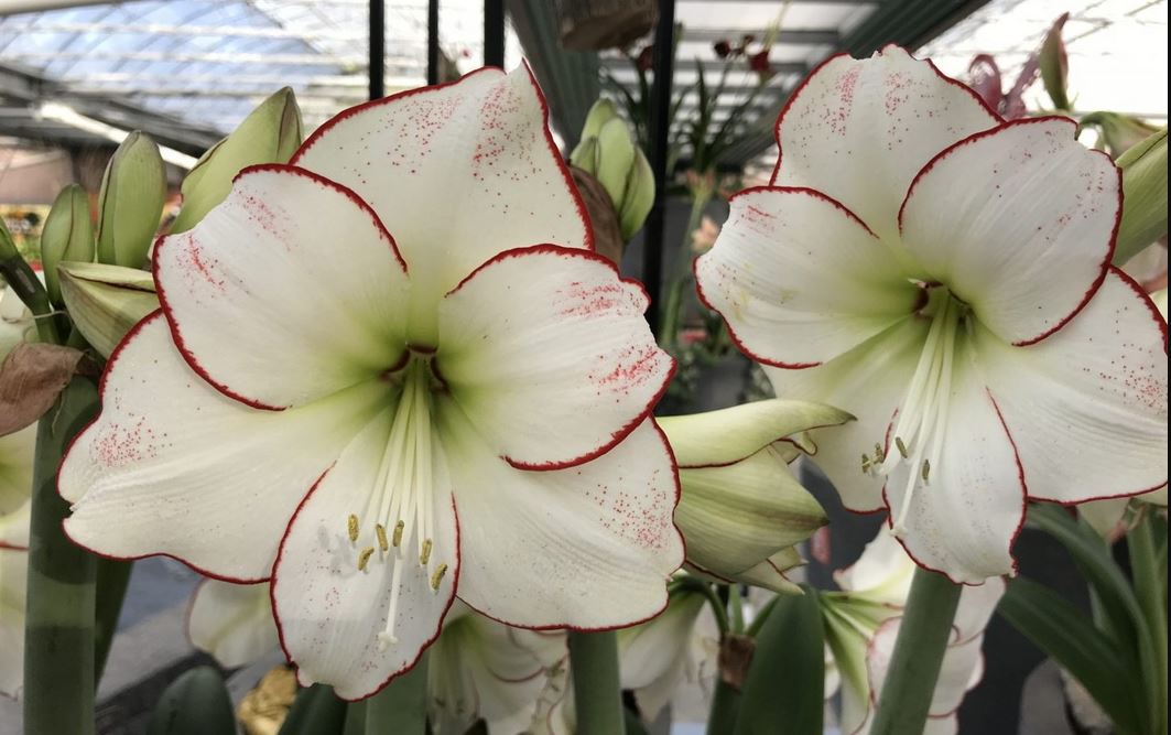 Picasso Amaryllis flowers in a garden setting, showcasing their striking red and white petals.