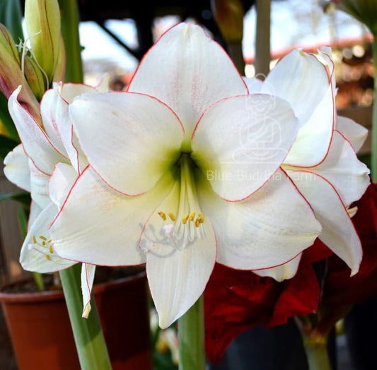 A close-up of a picotee amaryllis in full bloom, displaying its vibrant white petals delicately edged with a soft red trim.