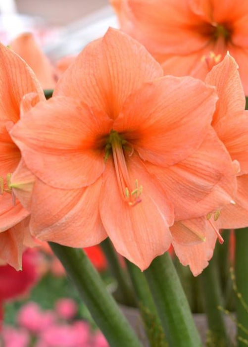 Amaryllis Rilona Bulb Jumbo - Blue Buddha Farm