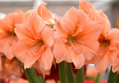Amaryllis Rilona Bulb Jumbo - Blue Buddha Farm