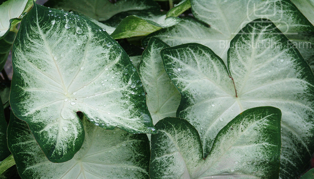 Aaron Caladium (2 Bulbs)